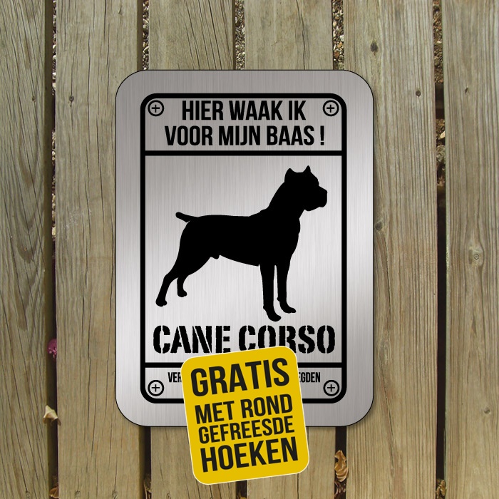 Cane Corso D1 rvs look