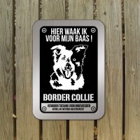 border-collie-bord